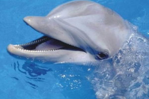 Дивовижний про дельфінів Дивовижний про дельфінів